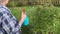 Senior woman gardener spraying fruit trees and bushes against plant diseases and pests using spray bottle