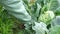 senior woman gardener tears useless cabbage leaves eaten by insects. Care garden vegetable garden.
