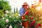 Senior woman gathering flowers in garden. Middle-aged woman smelling roses. Gardening concept