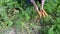 Senior woman hand gardener harvest ripe natural carrots