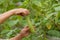 Senior woman hand harvesting an eggplant