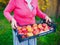 Senior woman hands holding box of apples