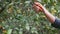 Senior woman hands using hand pruners or pruning shears pruning lime tree branches and twigs in organic farm garden, plant care