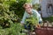 Senior woman harvesting carrots