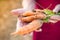 Senior woman harvesting carrots