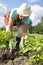 Senior woman harvesting potatoes