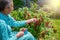 Senior woman in her garden picking homegrown redcurrants