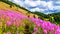 Senior woman on a hiking trail in alpine meadows covered in pink Fireweed flowers