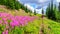 Senior woman on a hiking trail in alpine meadows covered in pink Fireweed flowers