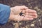 Senior woman holds basil seeds on wrinkled palm above soil