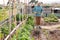 Senior woman horticulturist is watering tomatoes bushes