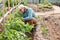 Senior woman horticulturist working with tomatoes bushes in garden