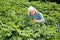 Senior woman horticulturist working with tomatoes bushes in garden