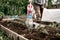 senior woman irrigate water from a watering can into the soil in the garden bed for planting seedlings of organic tomato plant spr