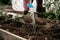 Senior woman irrigate water from a watering can into the soil in the garden bed for planting seedlings of organic tomato plant spr