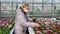 Senior woman in a medical mask chooses a primrose sprout in flower pots in a greenhouse