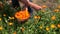 Senior woman pick fresh marigold calendula medical flowers