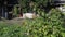 Senior woman pick ripe berry from raspberry bush in garden near farmhouse