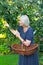 Senior woman picking apples basket