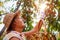 Senior woman picking ripe organic peaches in summer orchard. Farmer putting fruits in wooden basket