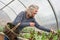 Senior Woman Picking Salad Greens in Her Greenhouse