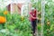 Senior woman picking tomatoes from vegetable garden