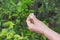 Senior woman picking water jasmine flowers