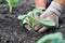 Senior woman planting cabbage seedling