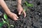 Senior woman planting a pepper seedling