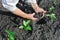 Senior woman planting a pepper seedling