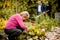 Senior woman pruning flowers