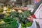 Senior woman selecting broccoli at the local farmer`s market. Choice of fresh and raw vegetables. Woman with protective gloves an