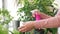 Senior woman spraying houseplants at home