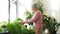 Senior woman takes care of houseplant at home