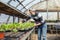 Senior woman working in greenhouse. Organic Food production