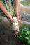 Senior womanâ€™s hands harvesting white radish or chinese radish vegetable planting in small garden planter in urban home, home