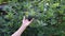 Senior wrinkled hand picking ripe black chokeberry from green shrub in garden