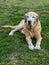 Senior Yellow Labrador Retriever in the Grass