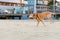 A senior Yellow Labrador Retriever running on the beach in New Jersey
