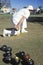 Seniors lawn bowling, Santa Monica, CA