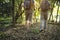 Seniors trekking in a forest