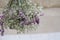 In senlective focus a bunch of white purple statis flower blossom hanging from a room ceiling