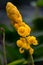 Senna Alata flower