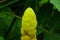 Senna Alata Flower or Candle Bush Flower.