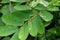 Senna alata Senna alata, Caesalpinioideae, emperor`s candlesticks. Use for treating ringworm and other fungal infections of the