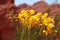 Senna Armata, yellow wildflowers in desert, North Argentina