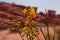 Senna Armata, yellow wildflowers in desert, North Argentina