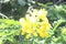 Senna auriculata, commonly known by its local names matura tea tree, avaram or ranawara,