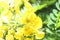 Senna auriculata, commonly known by its local names matura tea tree, avaram or ranawara,