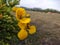 Senna auriculata flowers
